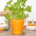 Carrot Shaped Plant Pot with Parsley Seed Balls
